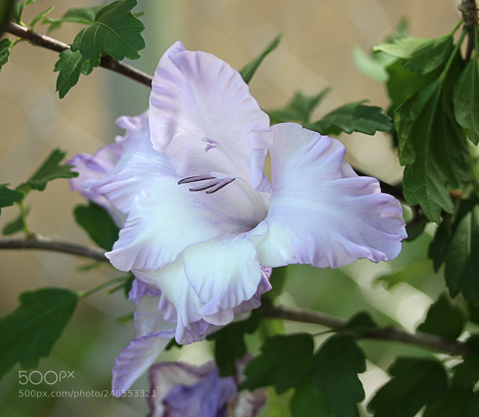 Canon EOS 650D (EOS Rebel T4i / EOS Kiss X6i) sample photo. Gladiola1 photography