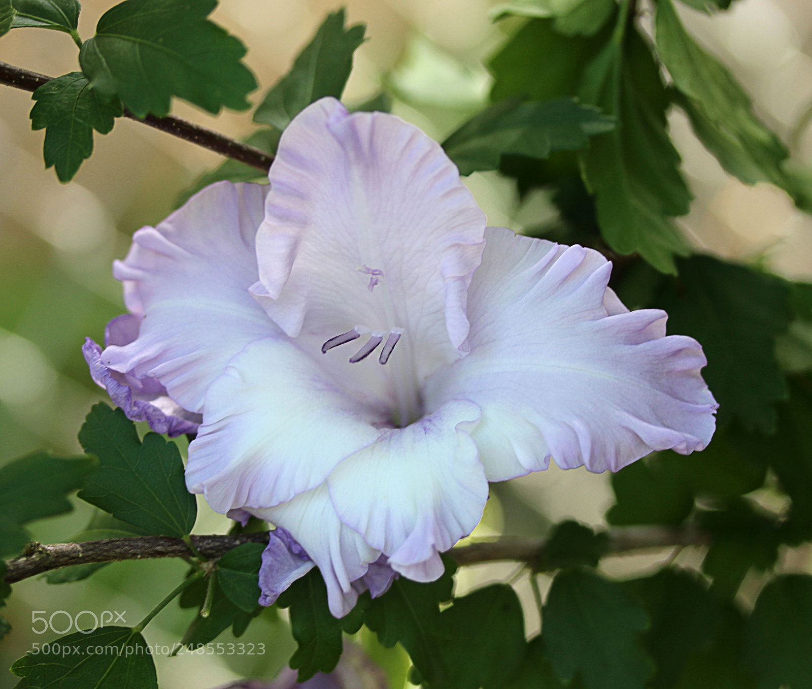 Canon EOS 650D (EOS Rebel T4i / EOS Kiss X6i) sample photo. Gladiola 2 photography