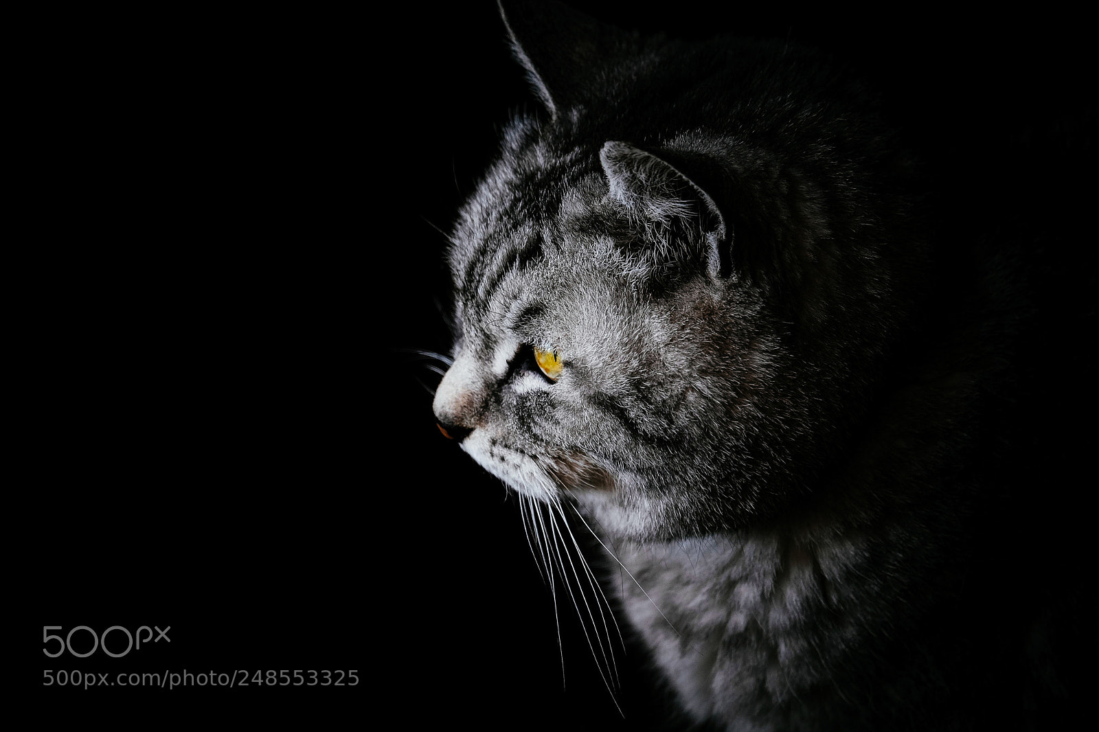 Fujifilm X-T1 sample photo. A cat photography