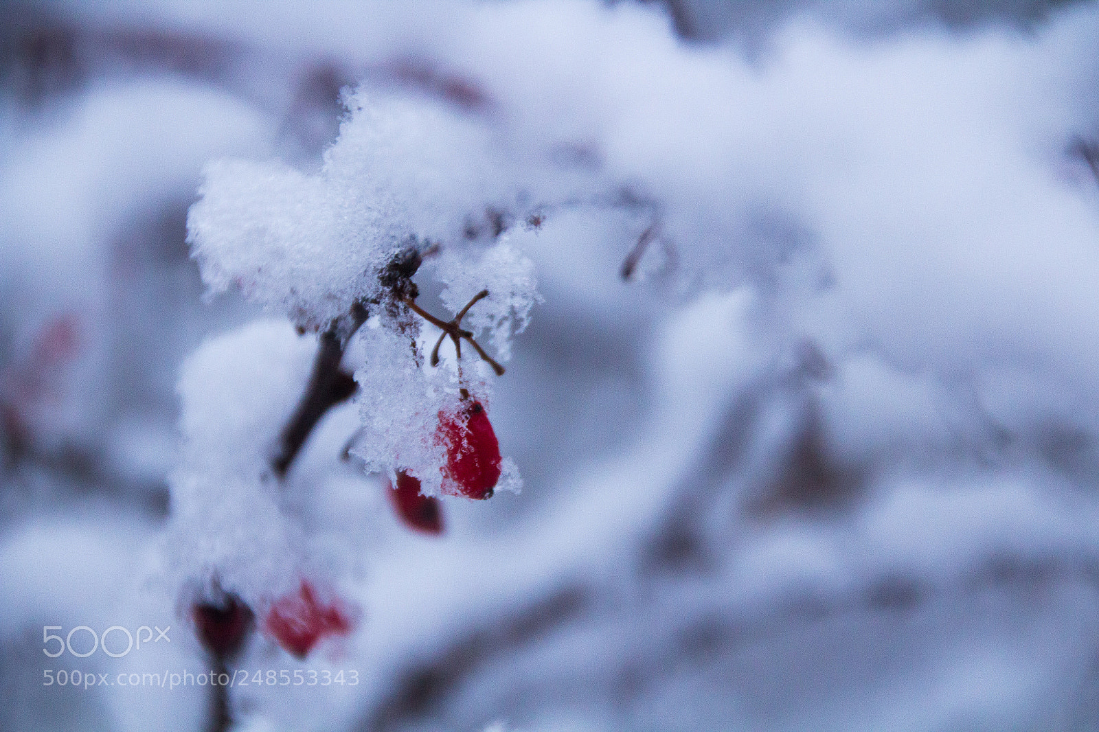 Canon EOS 600D (Rebel EOS T3i / EOS Kiss X5) sample photo. Hagebutte im eis photography