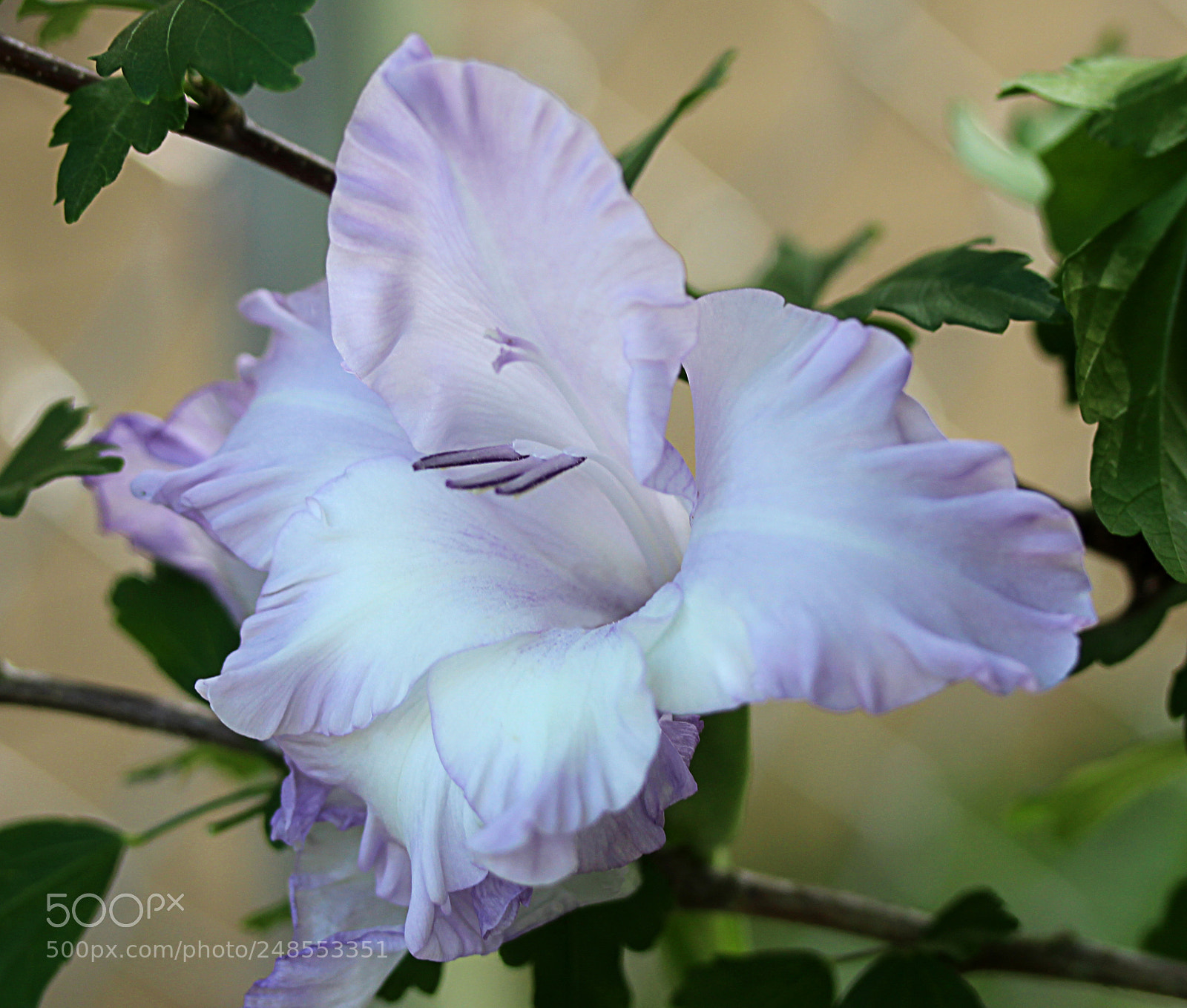Canon EOS 650D (EOS Rebel T4i / EOS Kiss X6i) sample photo. Gladiola 3 photography