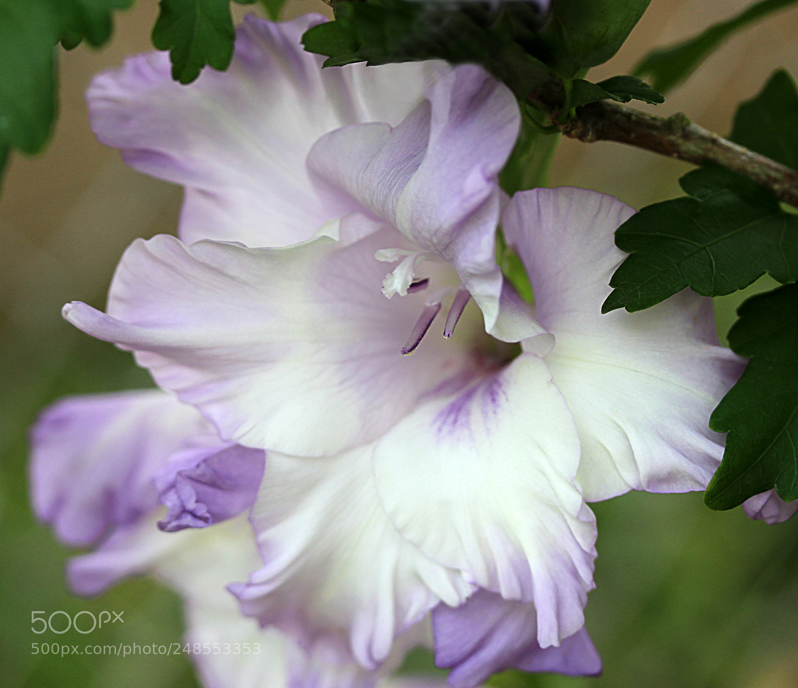 Canon EOS 650D (EOS Rebel T4i / EOS Kiss X6i) sample photo. Gladiola 4 photography