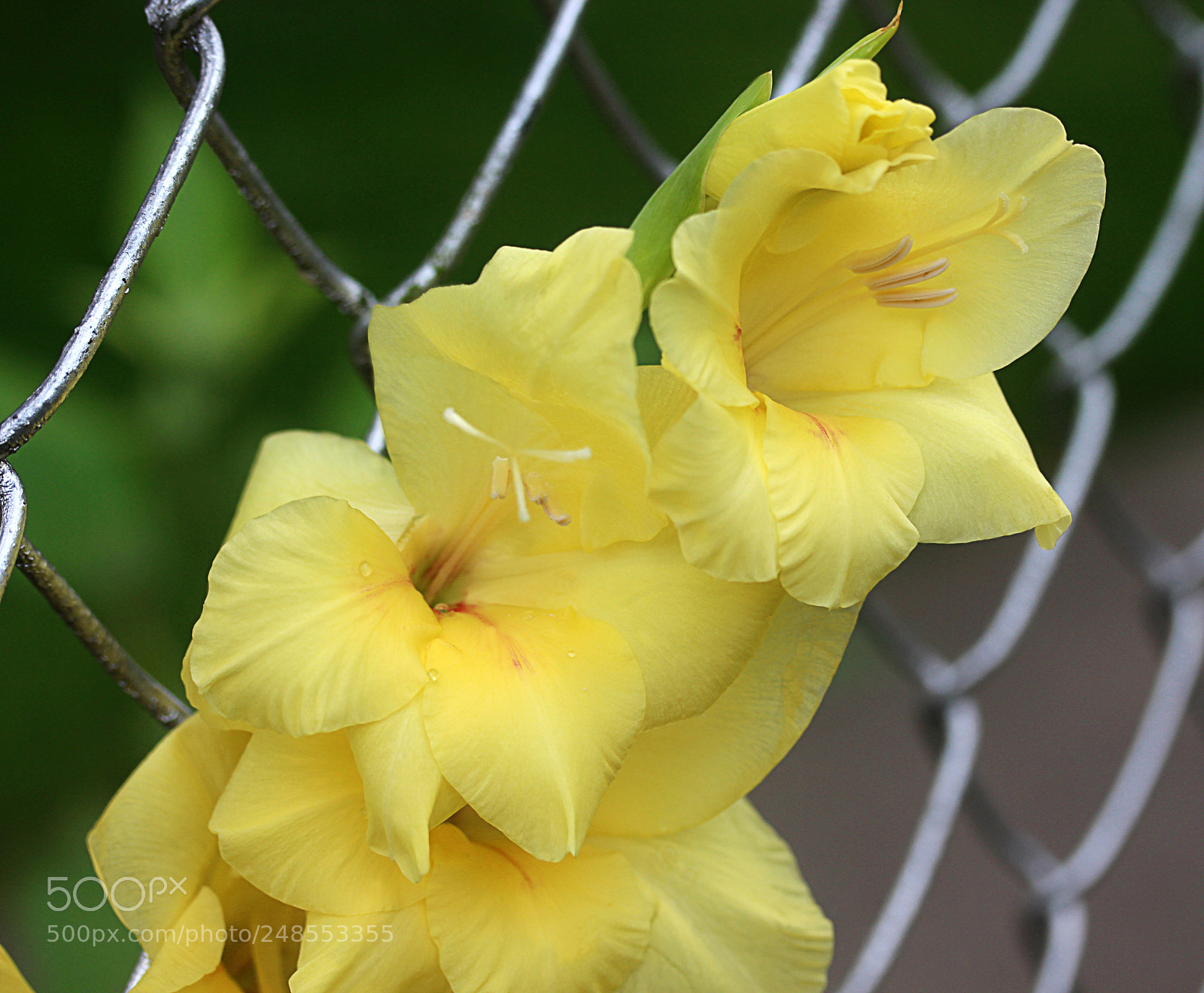 Canon EOS 650D (EOS Rebel T4i / EOS Kiss X6i) sample photo. Gladiola 5 photography