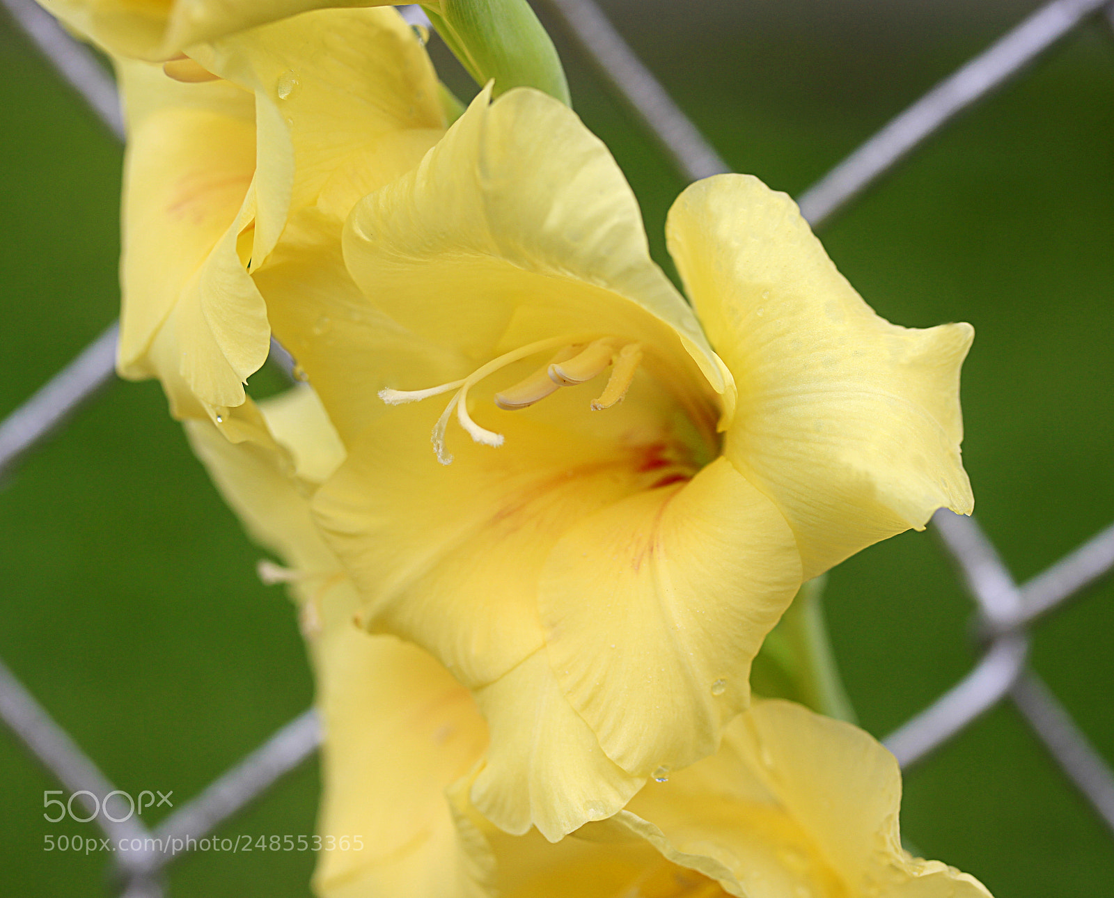 Canon EOS 650D (EOS Rebel T4i / EOS Kiss X6i) sample photo. Gladiola 6 photography