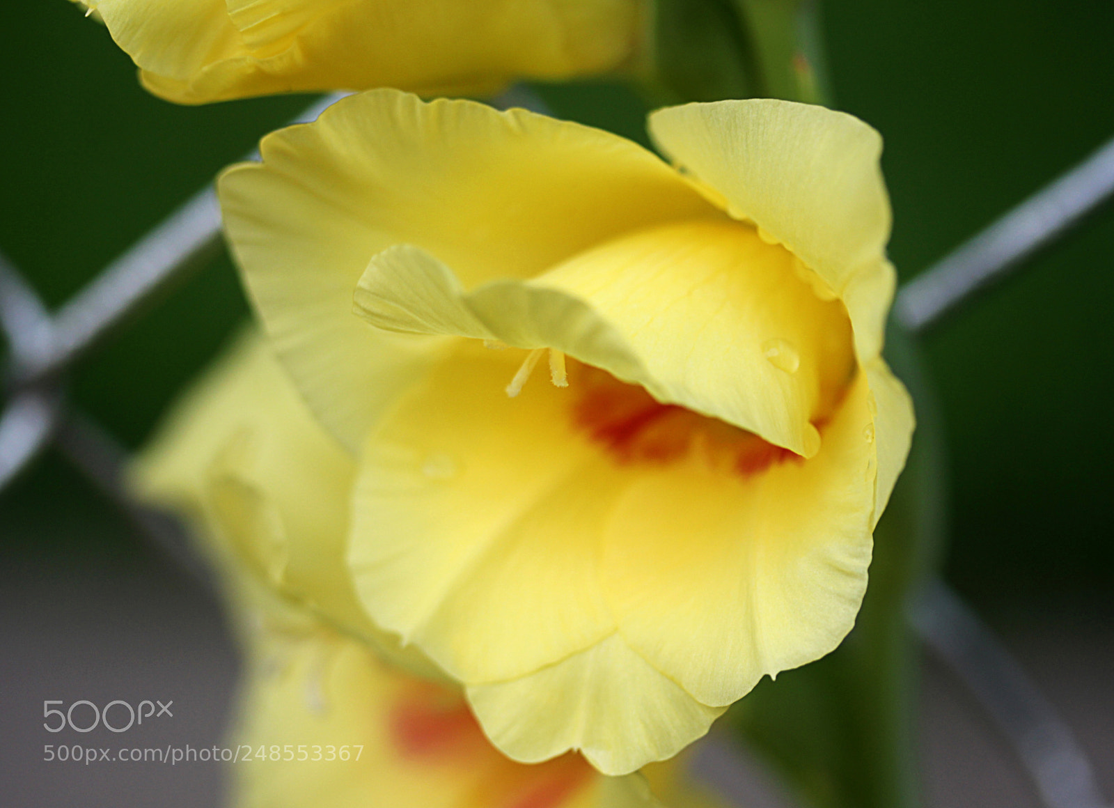 Canon EOS 650D (EOS Rebel T4i / EOS Kiss X6i) sample photo. Gladiola 7 photography