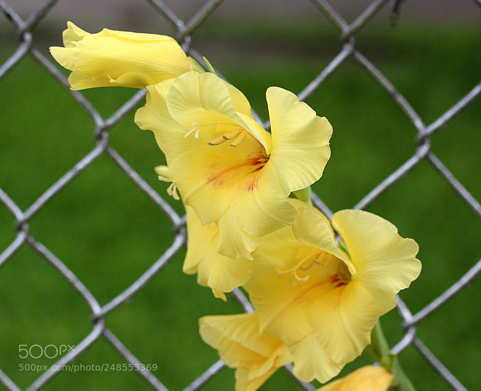 Canon EOS 650D (EOS Rebel T4i / EOS Kiss X6i) sample photo. Gladiola 8 photography