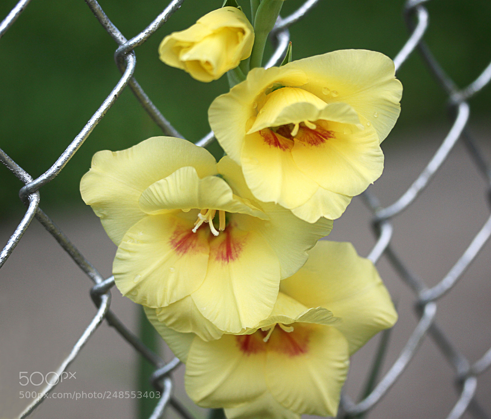 Canon EOS 650D (EOS Rebel T4i / EOS Kiss X6i) sample photo. Gladiola 9 photography