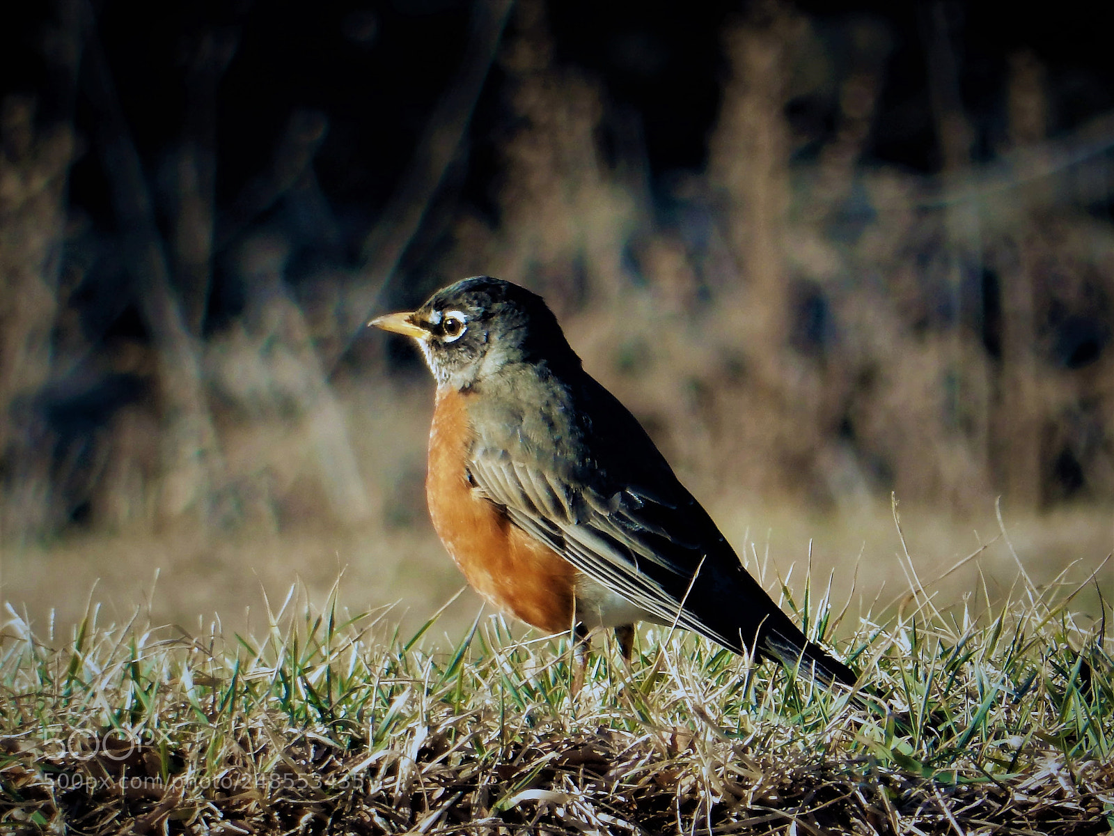 Nikon Coolpix S9900 sample photo. Robin, spring migration photography