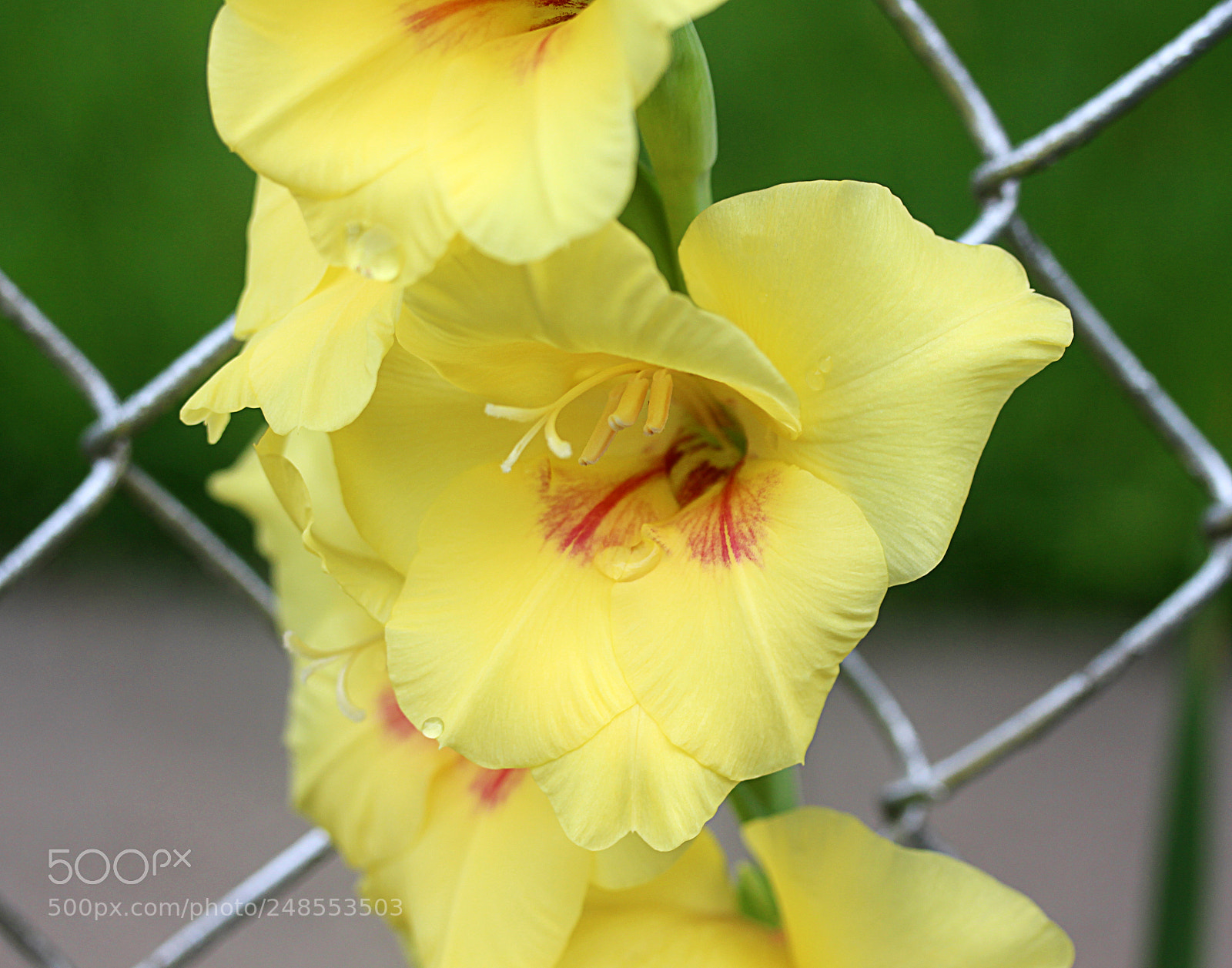 Canon EOS 650D (EOS Rebel T4i / EOS Kiss X6i) sample photo. Gladiola 10 photography