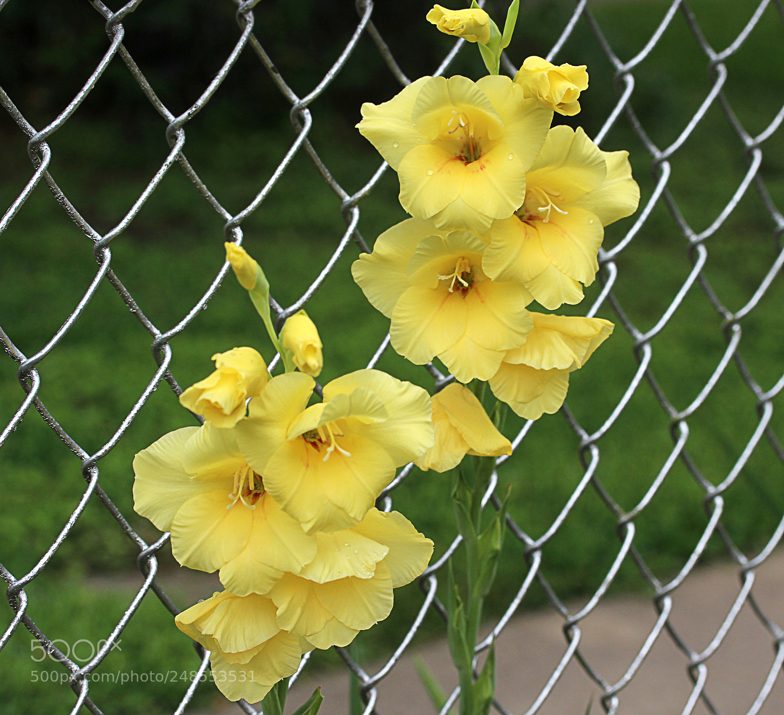 Canon EOS 650D (EOS Rebel T4i / EOS Kiss X6i) sample photo. Gladiola 11 photography
