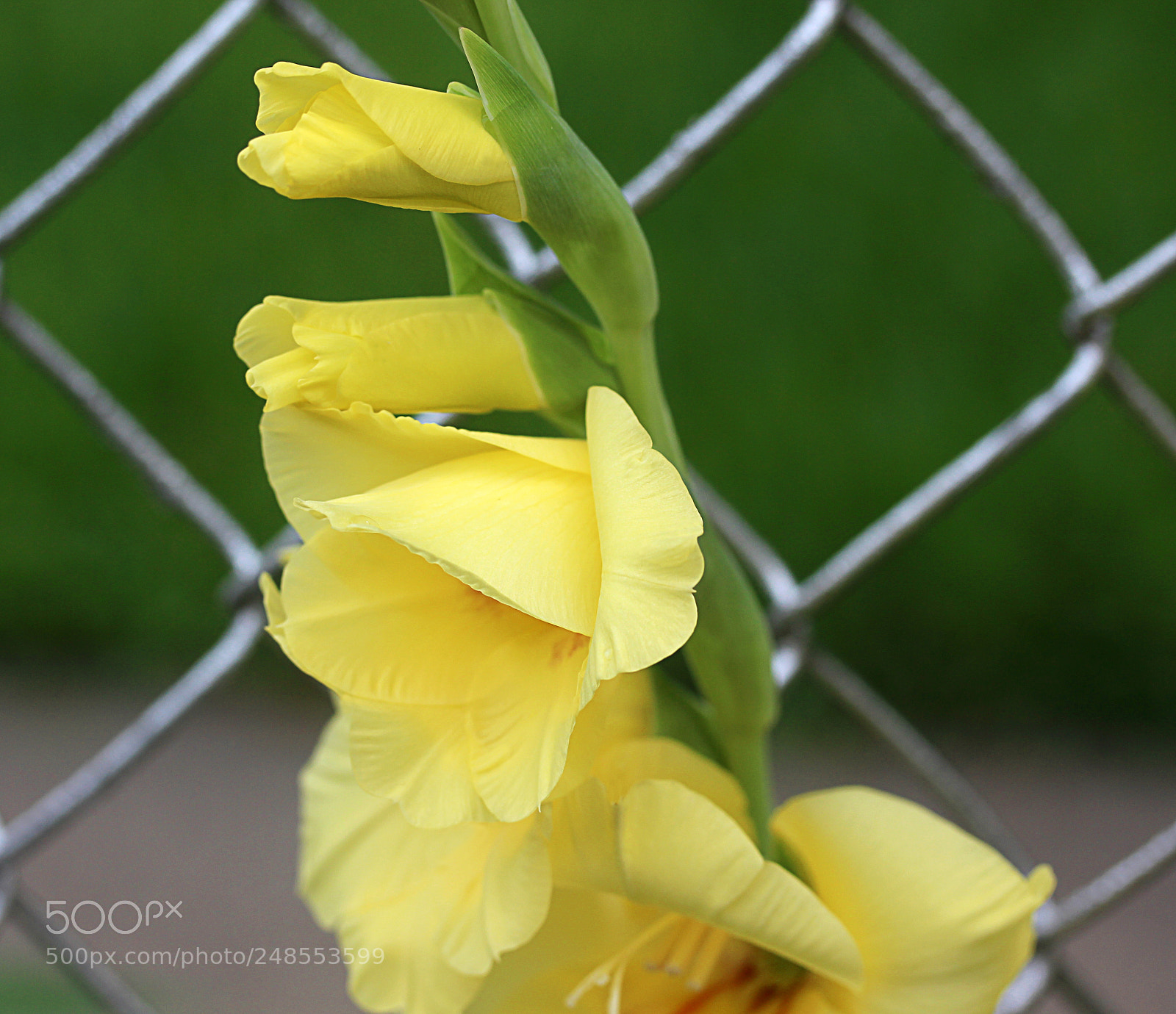 Canon EOS 650D (EOS Rebel T4i / EOS Kiss X6i) sample photo. Glads photography