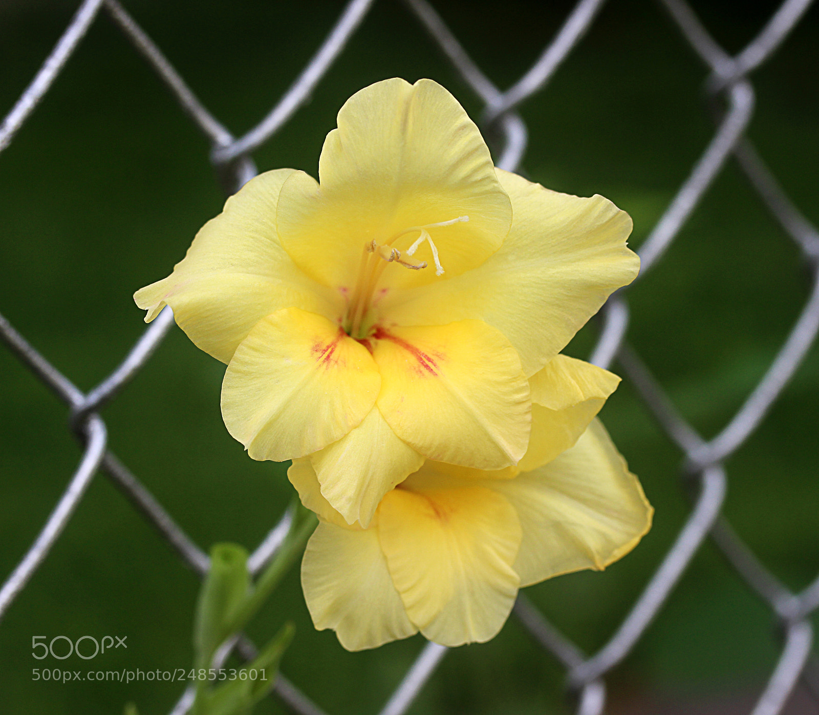Canon EOS 650D (EOS Rebel T4i / EOS Kiss X6i) sample photo. Gladiola 13 photography