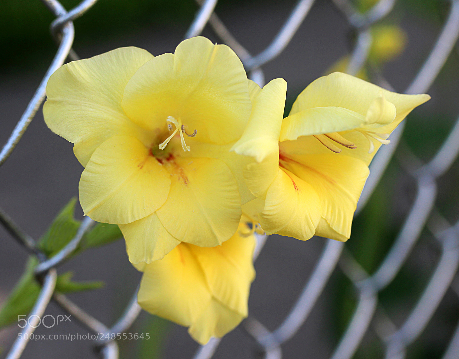 Canon EOS 650D (EOS Rebel T4i / EOS Kiss X6i) sample photo. Gladiola 14 photography