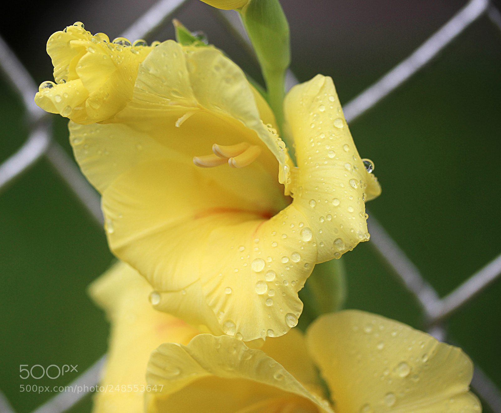 Canon EOS 650D (EOS Rebel T4i / EOS Kiss X6i) sample photo. Gladiola 15 photography