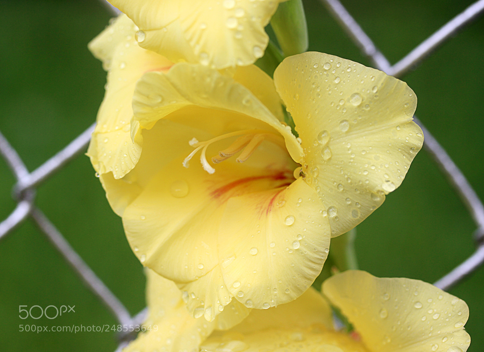 Canon EOS 650D (EOS Rebel T4i / EOS Kiss X6i) sample photo. Gladiola 16 photography