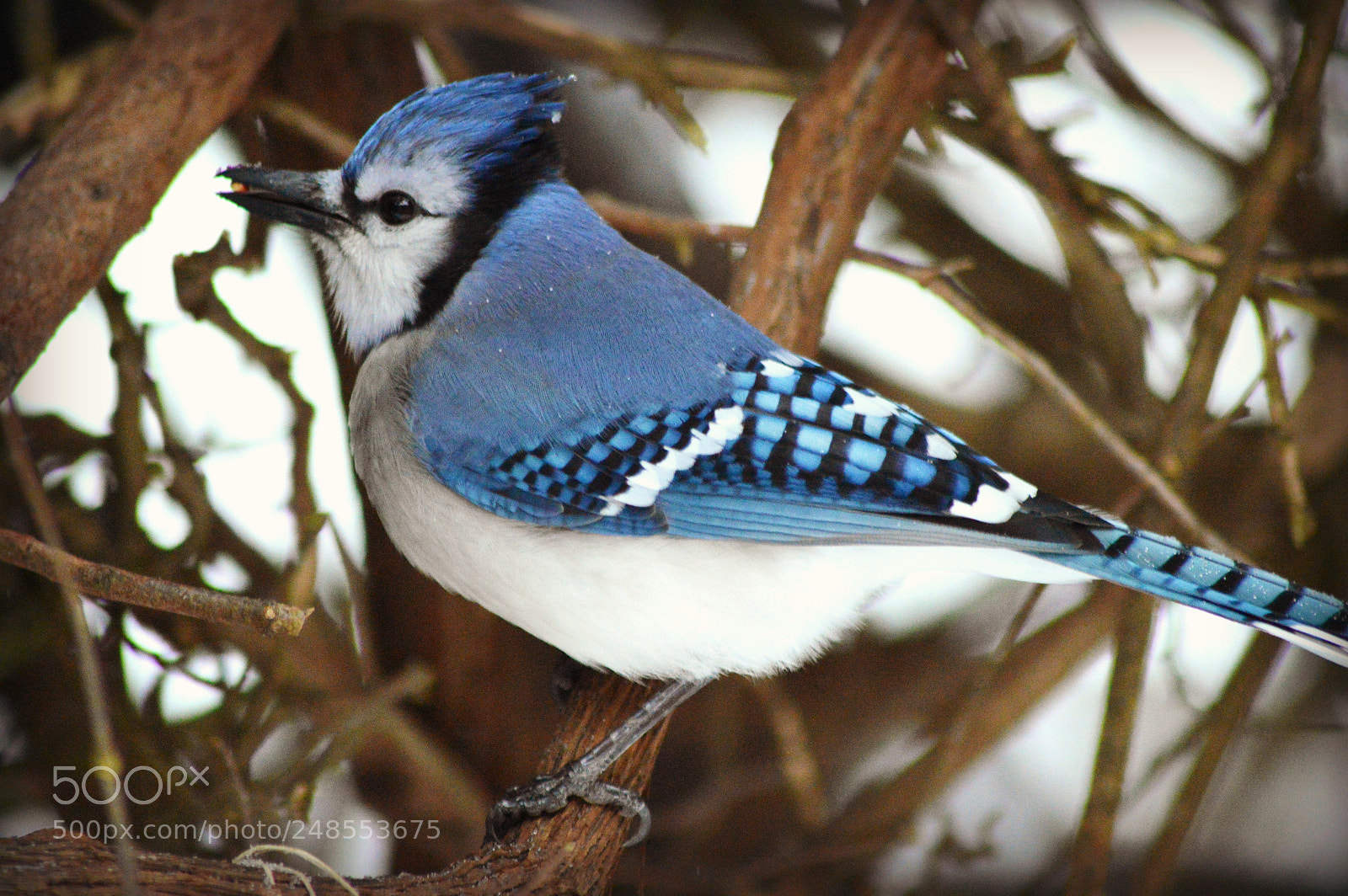 Nikon D3200 sample photo. Blue jay photography