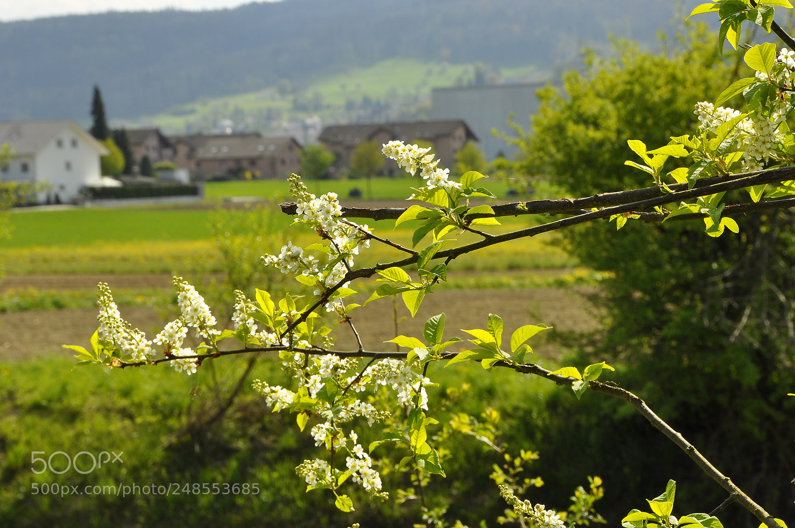 Nikon D90 sample photo. Spring, switzerland. photography