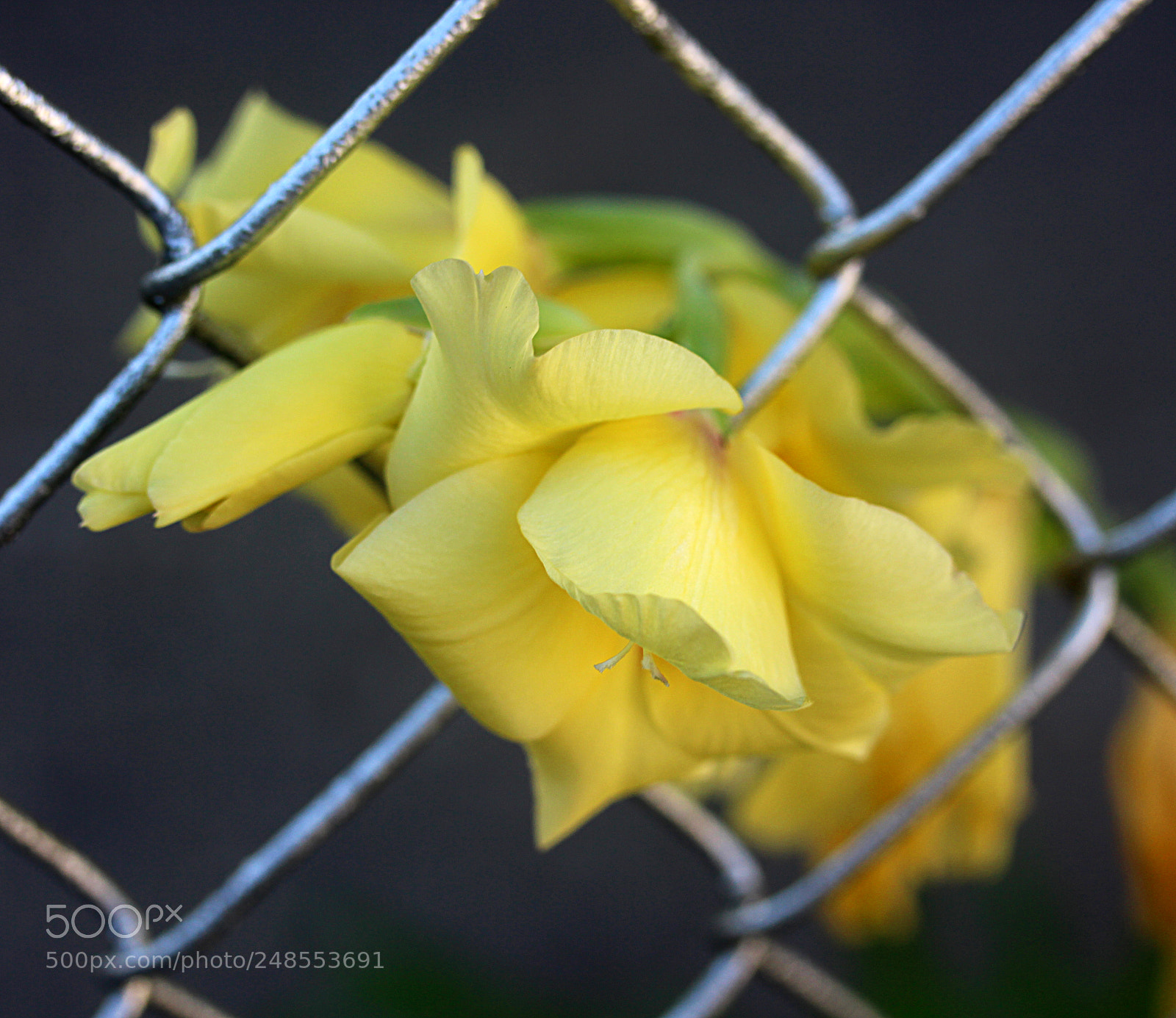 Canon EOS 650D (EOS Rebel T4i / EOS Kiss X6i) sample photo. Gladiola 17 photography