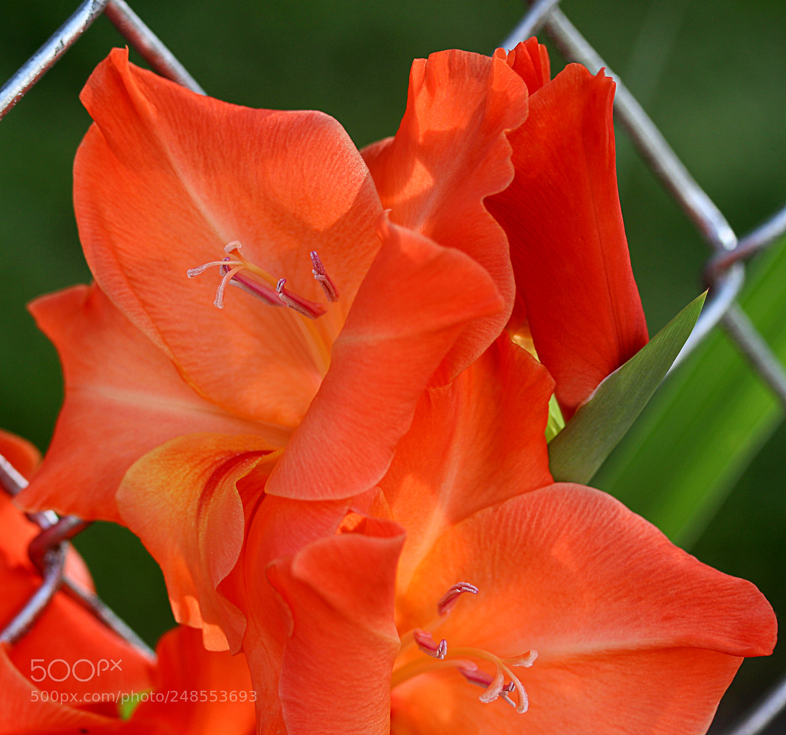 Canon EOS 650D (EOS Rebel T4i / EOS Kiss X6i) sample photo. Gladiola 18 photography