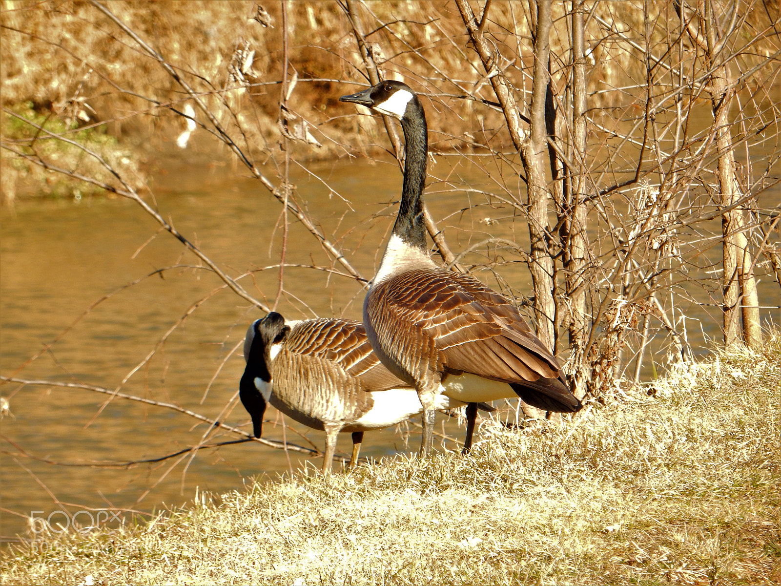 Nikon Coolpix S9900 sample photo. Pair of canadian geese photography