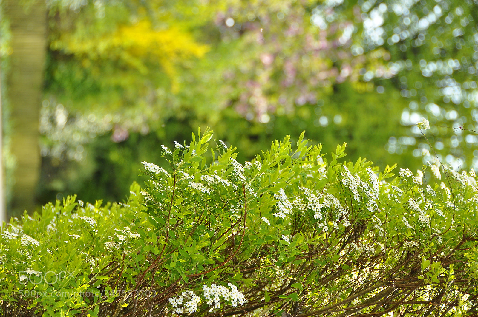 Nikon D90 sample photo. Spring, switzerland. photography