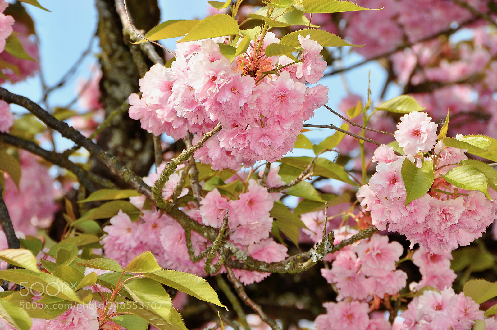 Nikon D90 sample photo. Spring, switzerland. photography