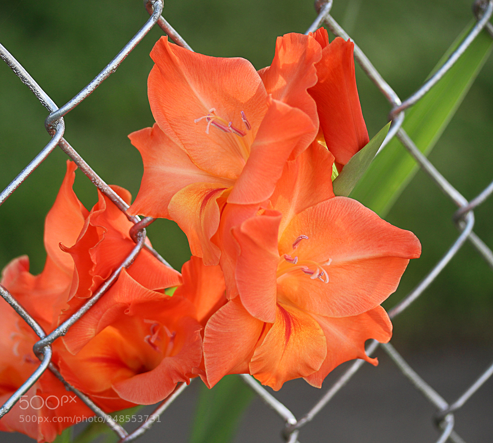Canon EOS 650D (EOS Rebel T4i / EOS Kiss X6i) sample photo. Gladiola 19 photography