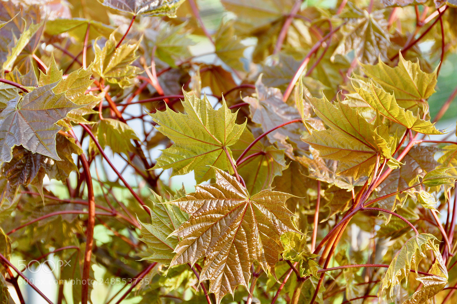 Nikon D90 sample photo. Spring, switzerland. photography