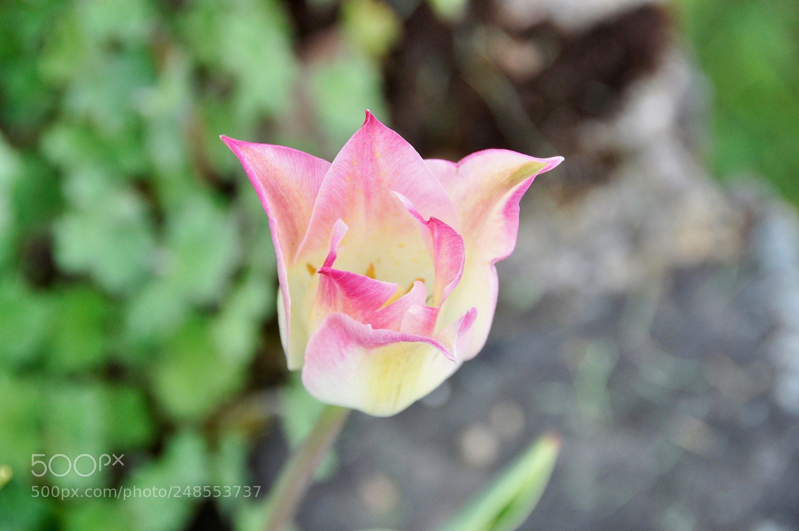Nikon D90 sample photo. Spring, switzerland. photography