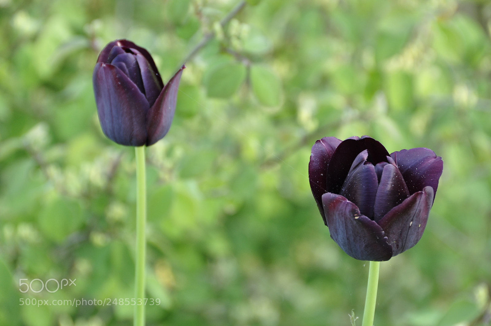 Nikon D90 sample photo. Spring, switzerland. photography