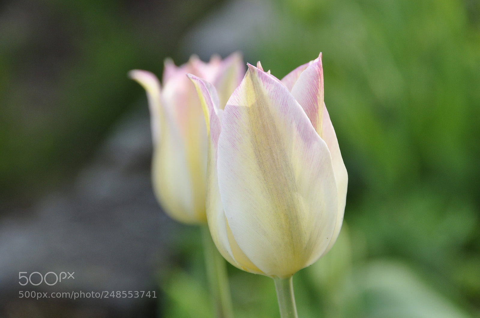 Nikon D90 sample photo. Spring, switzerland. photography