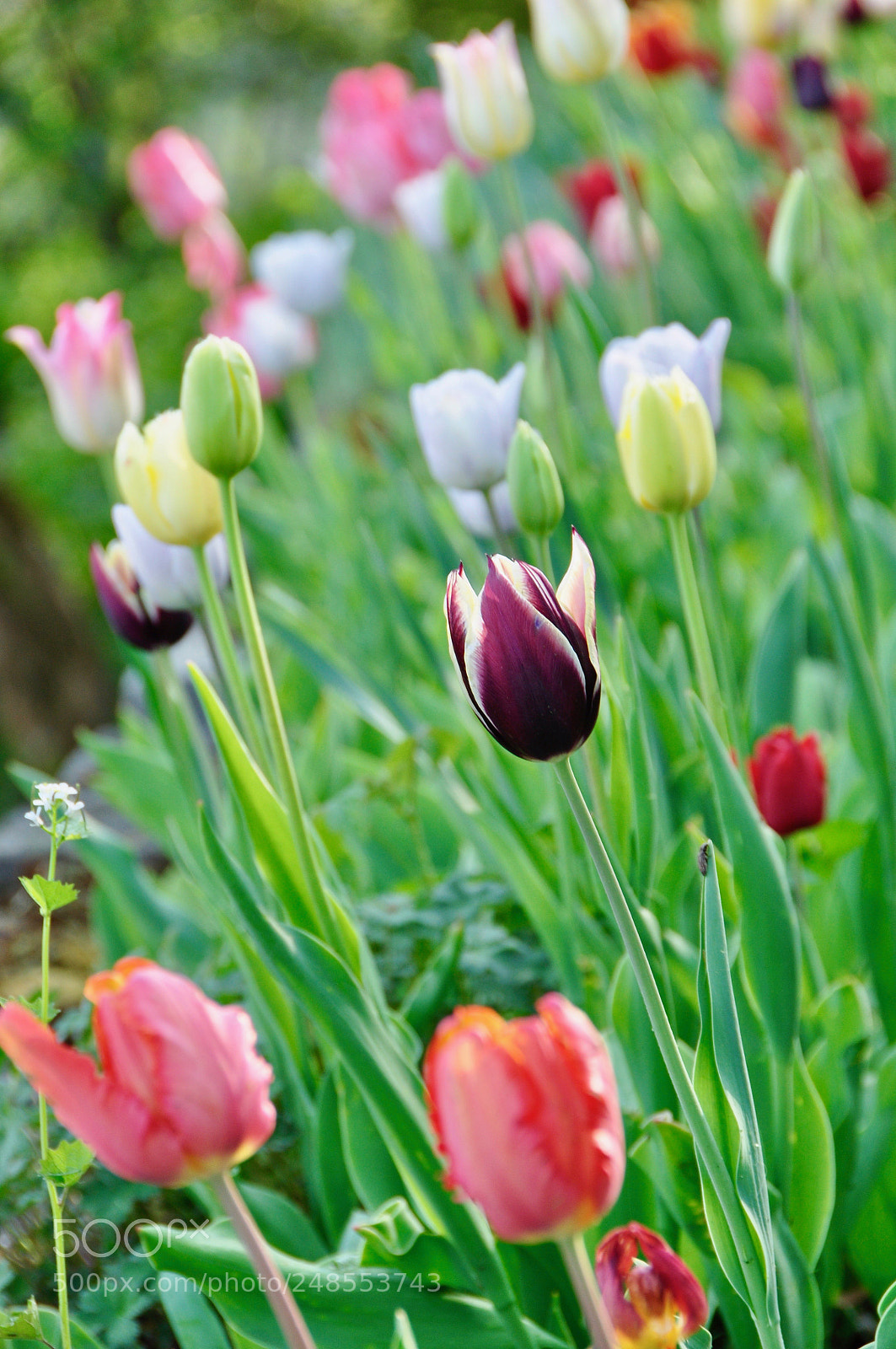 Nikon D90 sample photo. Spring, switzerland. photography