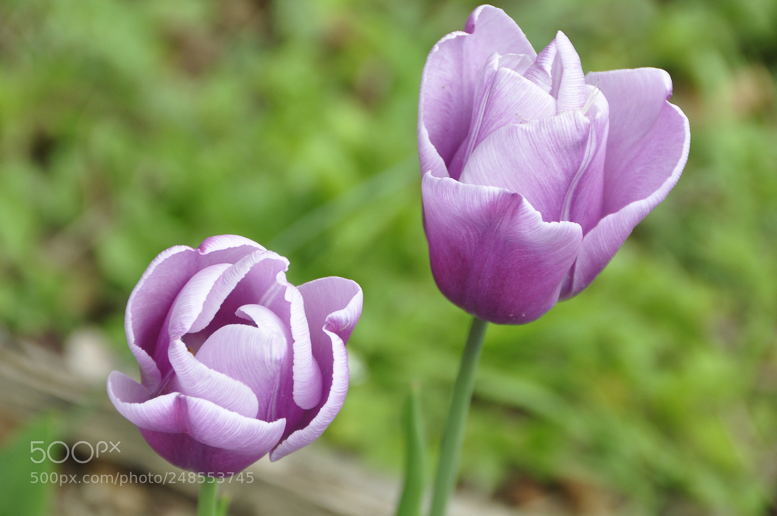 Nikon D90 sample photo. Spring, switzerland. photography
