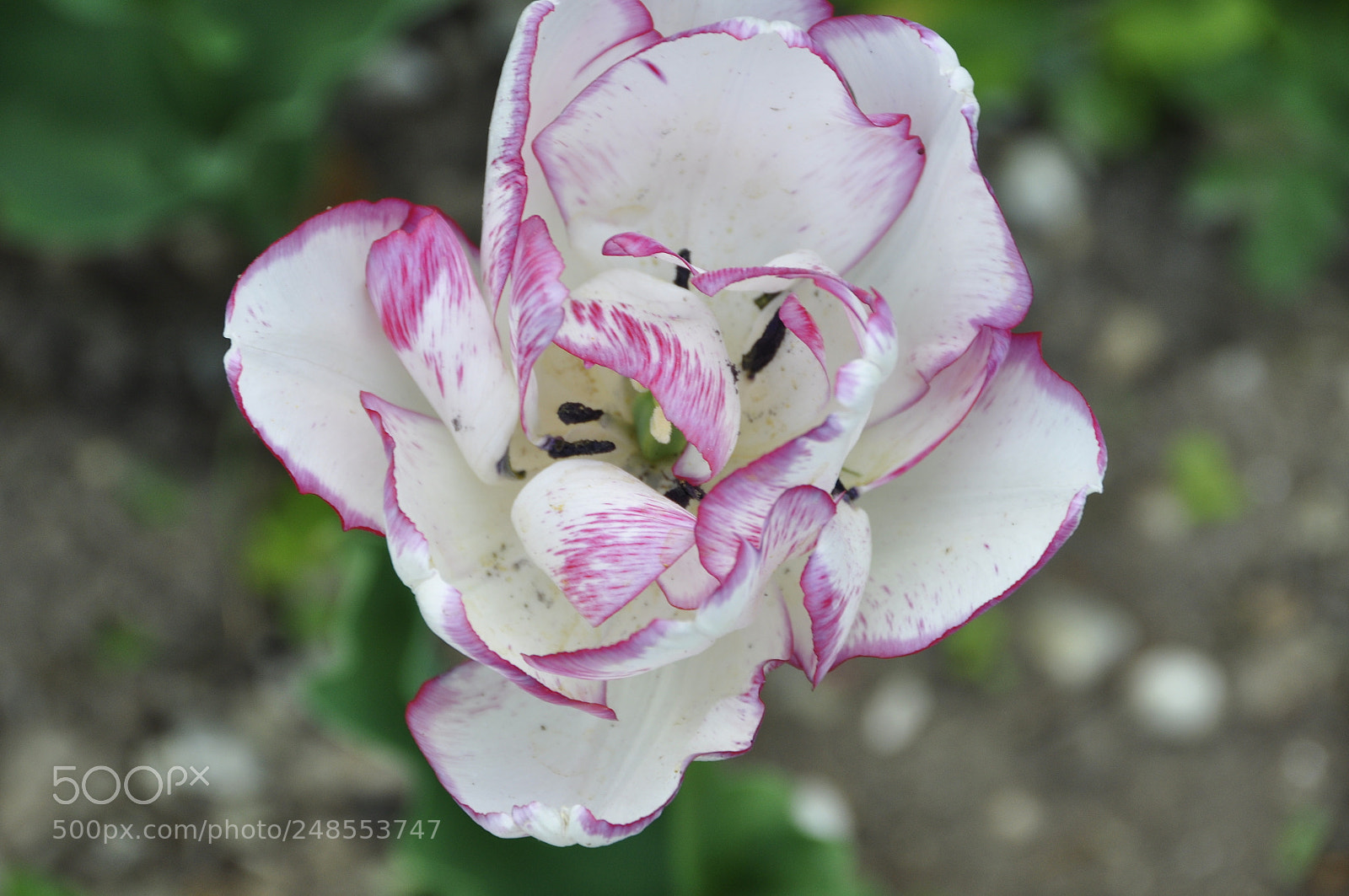 Nikon D90 sample photo. Spring, switzerland. photography