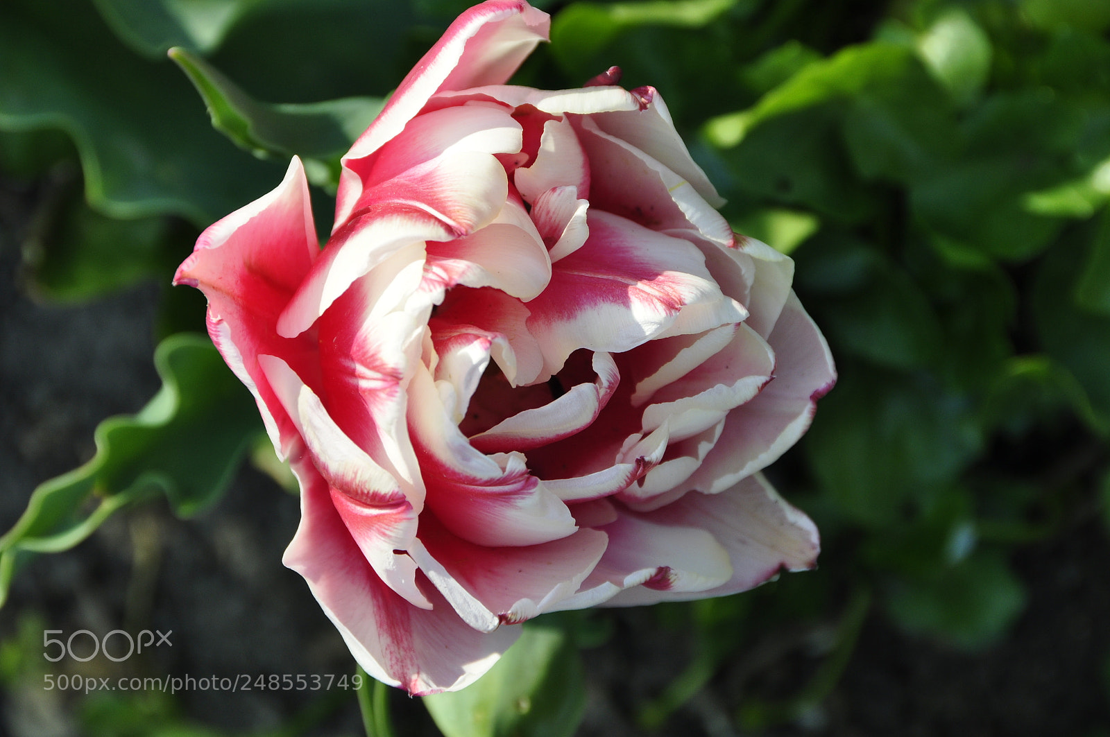 Nikon D90 sample photo. Spring, switzerland. photography