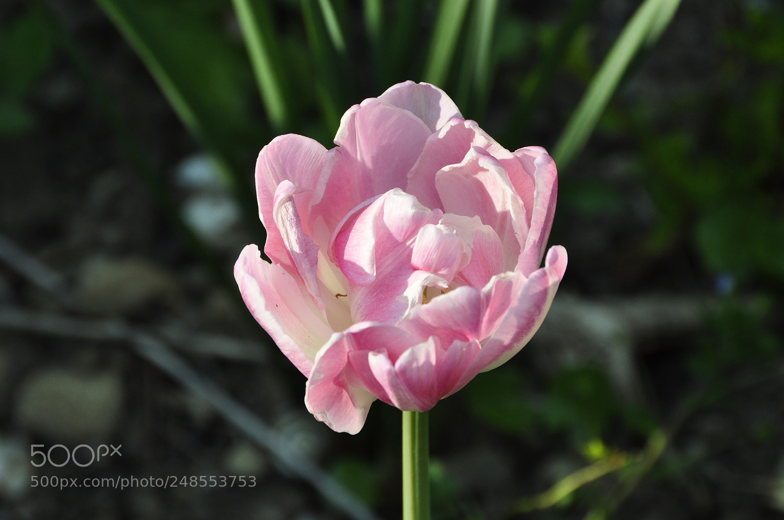 Nikon D90 sample photo. Spring, switzerland. photography