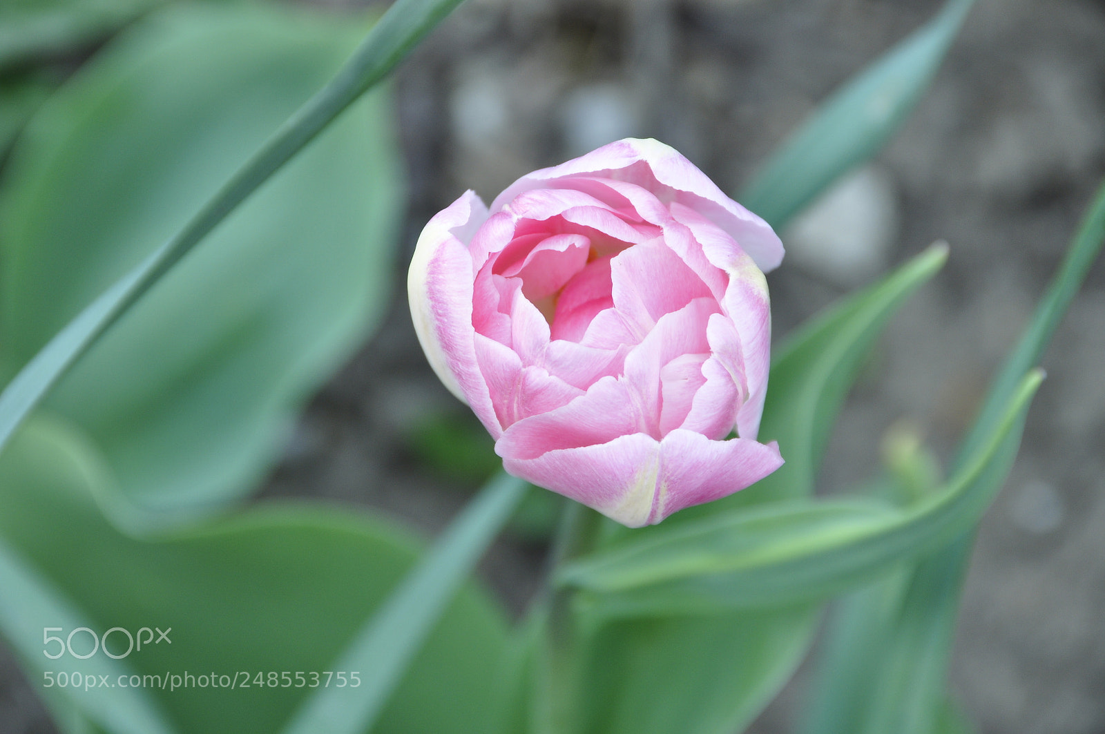 Nikon D90 sample photo. Spring, switzerland. photography