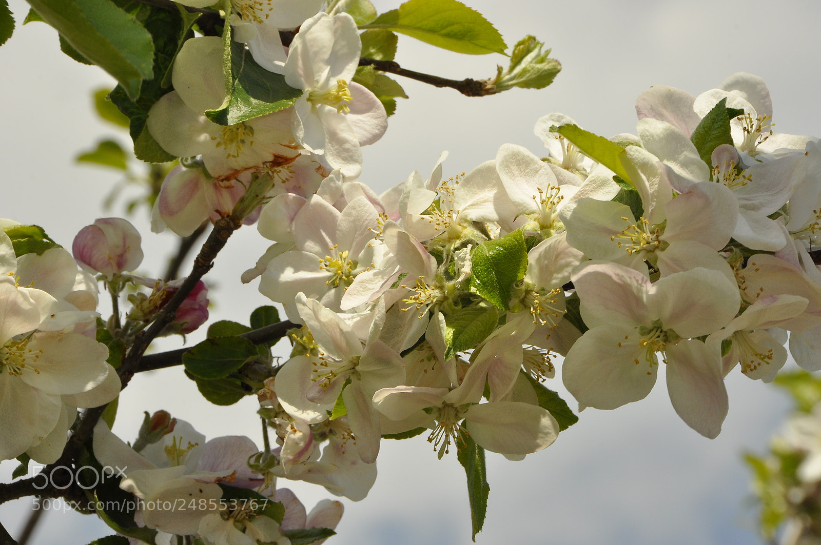 Nikon D90 sample photo. Spring, switzerland. photography