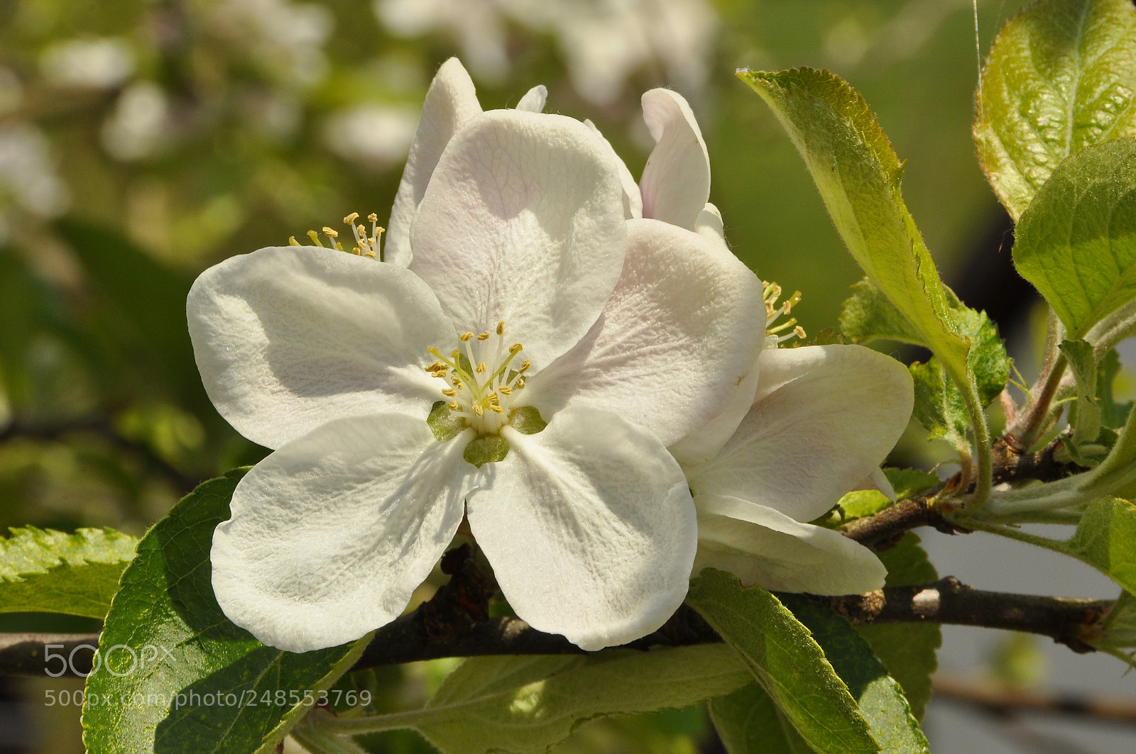 Nikon D90 sample photo. Spring, switzerland. photography