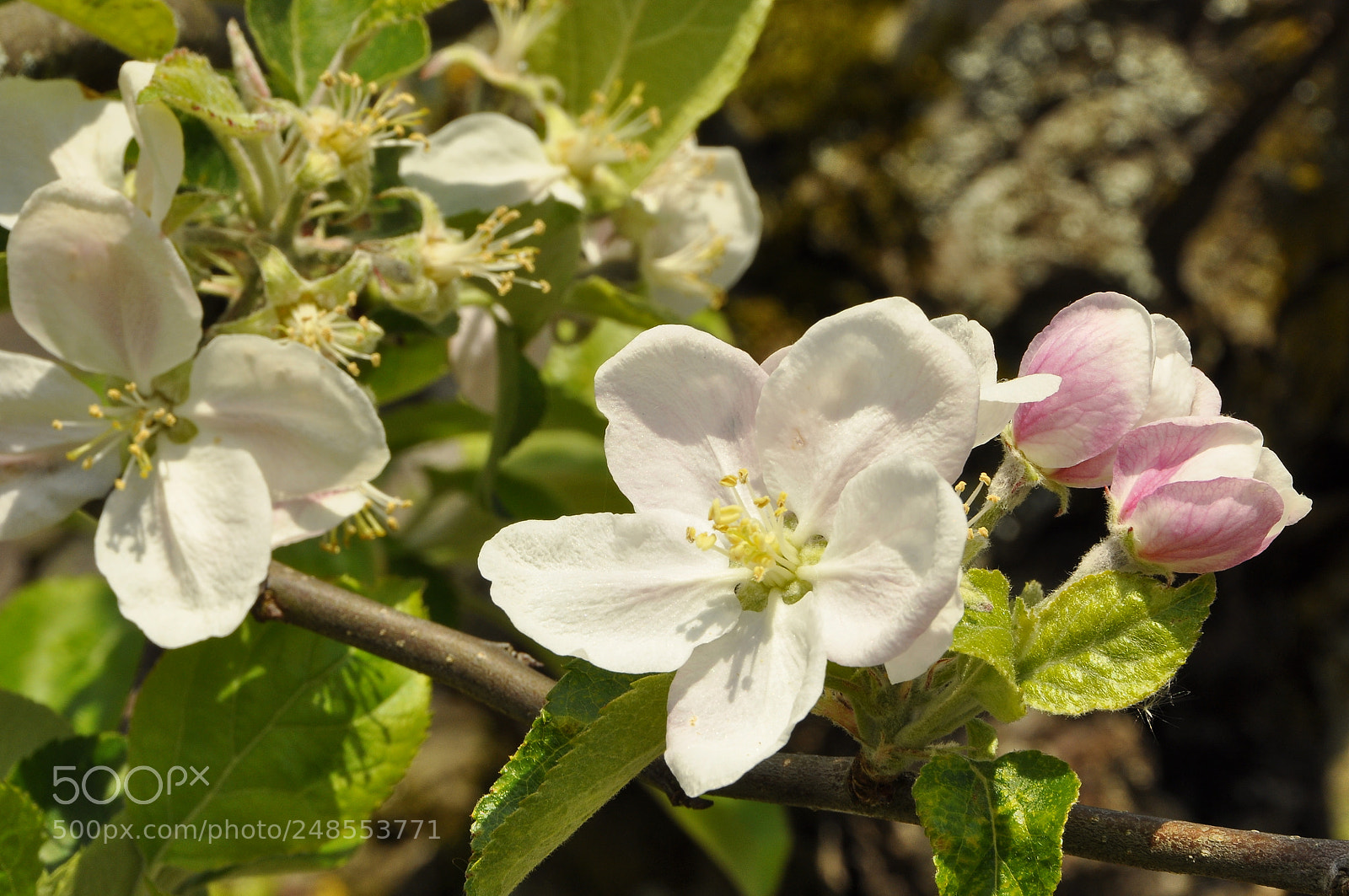 Nikon D90 sample photo. Spring, switzerland. photography