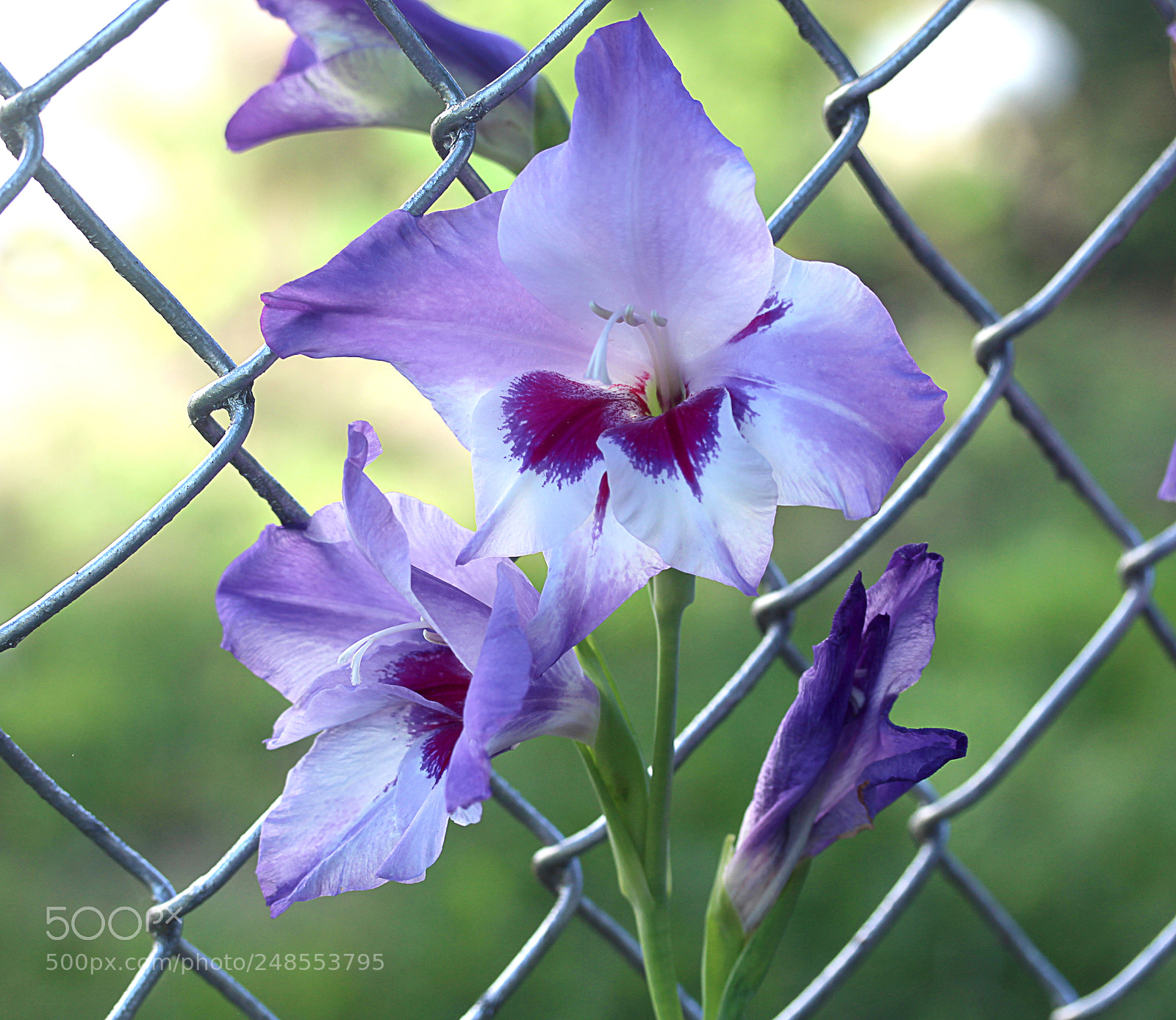 Canon EOS 650D (EOS Rebel T4i / EOS Kiss X6i) sample photo. Gladiola 21 photography