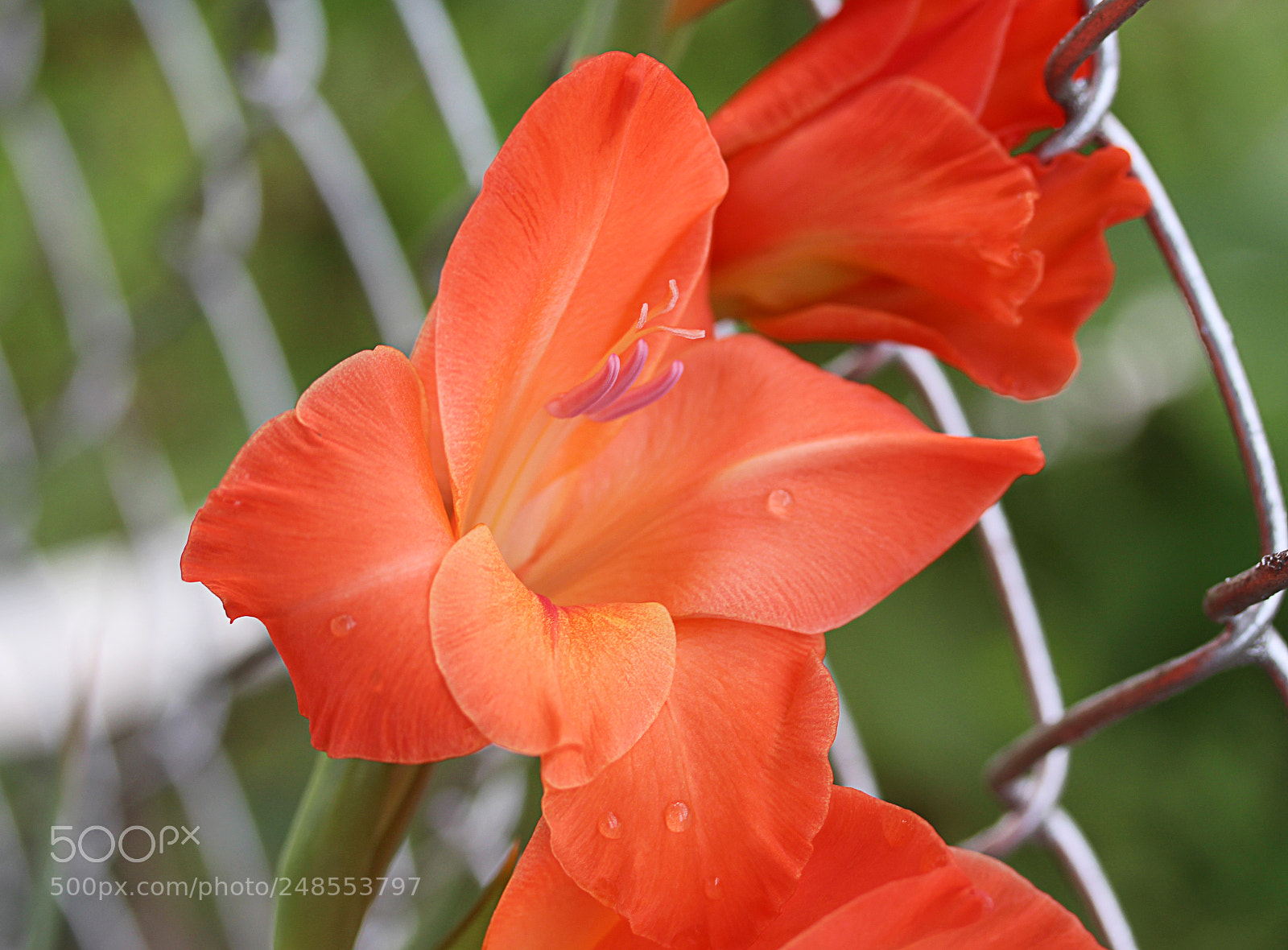 Canon EOS 650D (EOS Rebel T4i / EOS Kiss X6i) sample photo. Gladiola 20 photography
