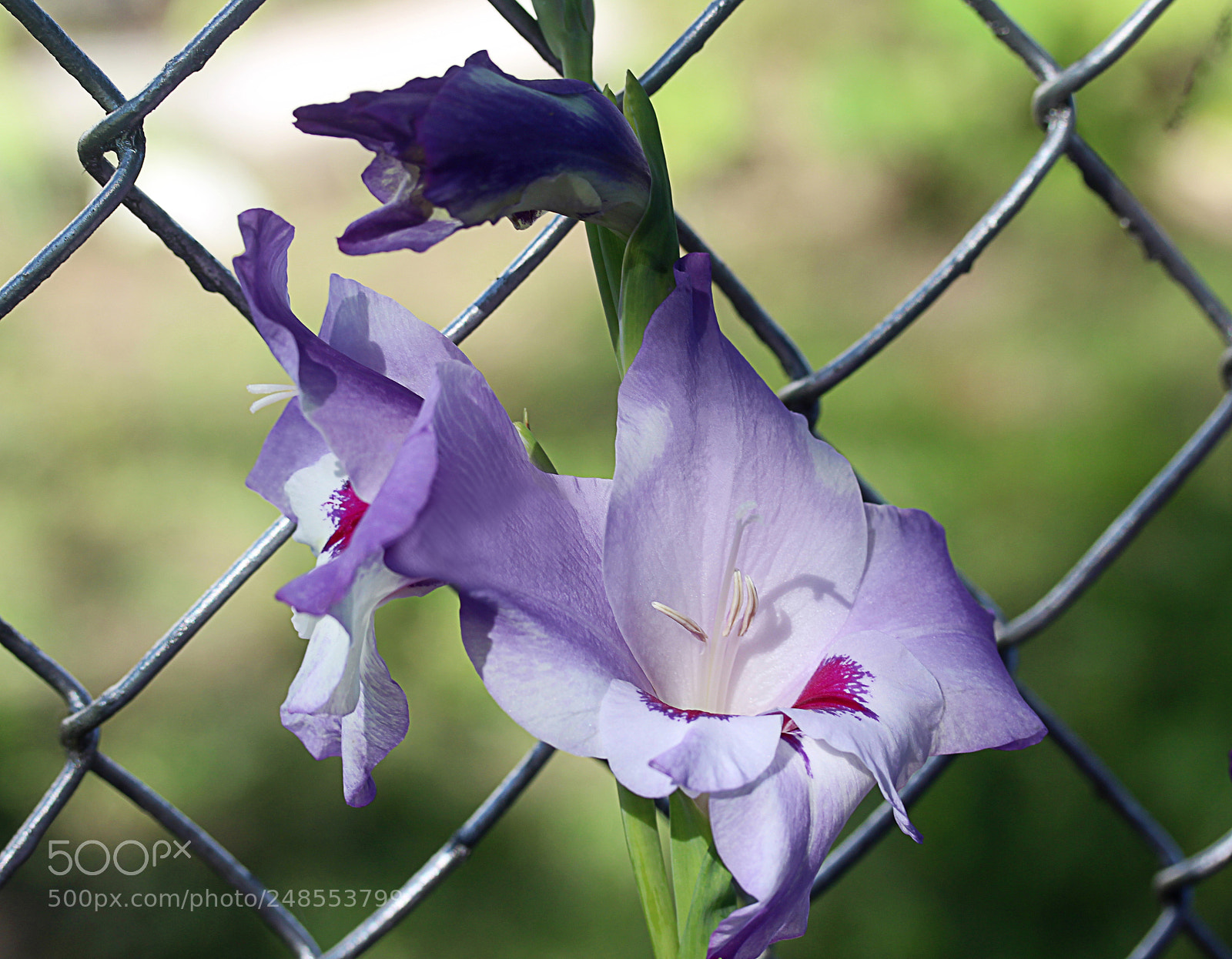 Canon EOS 650D (EOS Rebel T4i / EOS Kiss X6i) sample photo. Gladiola 22 photography