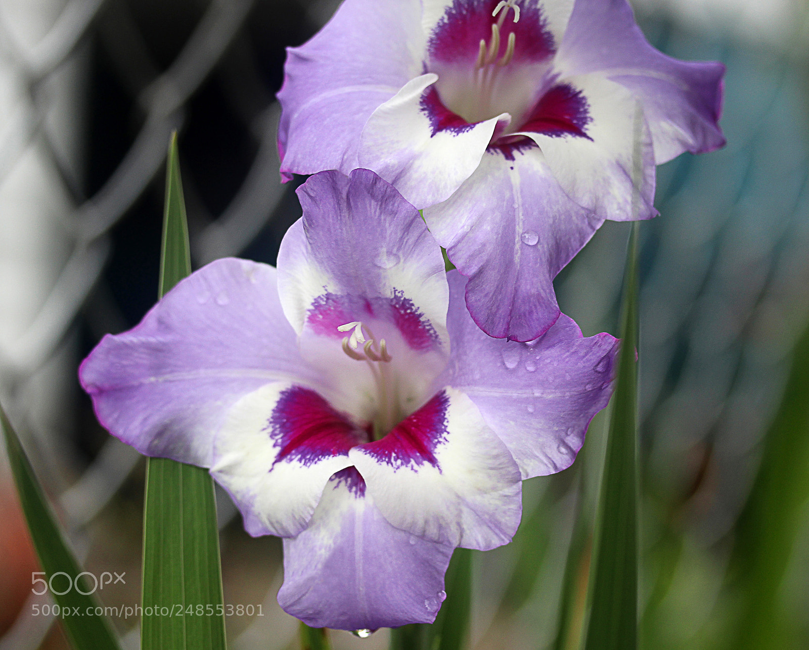 Canon EOS 650D (EOS Rebel T4i / EOS Kiss X6i) sample photo. Gladiola 23 photography