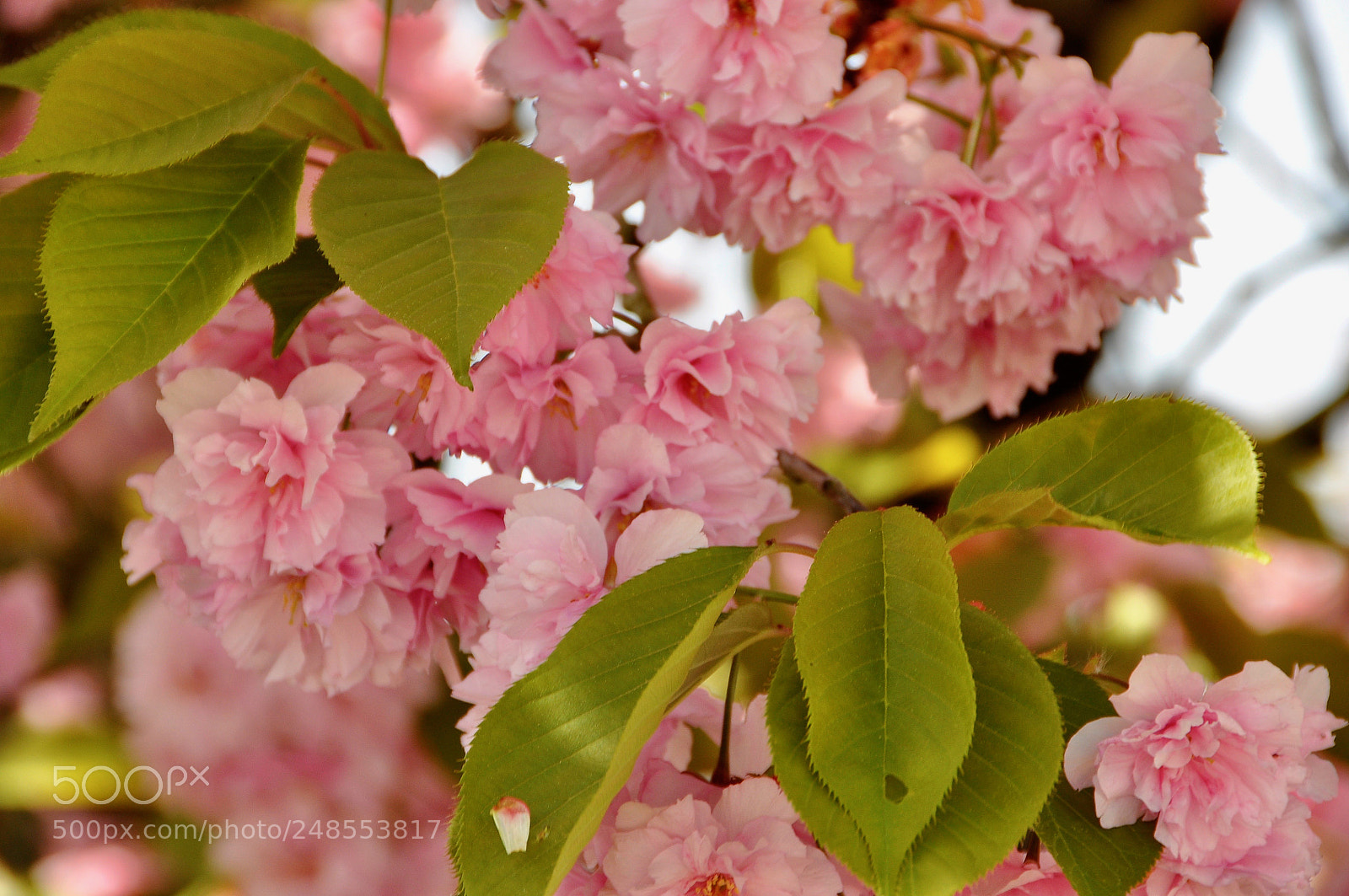Nikon D90 sample photo. Spring, switzerland. photography
