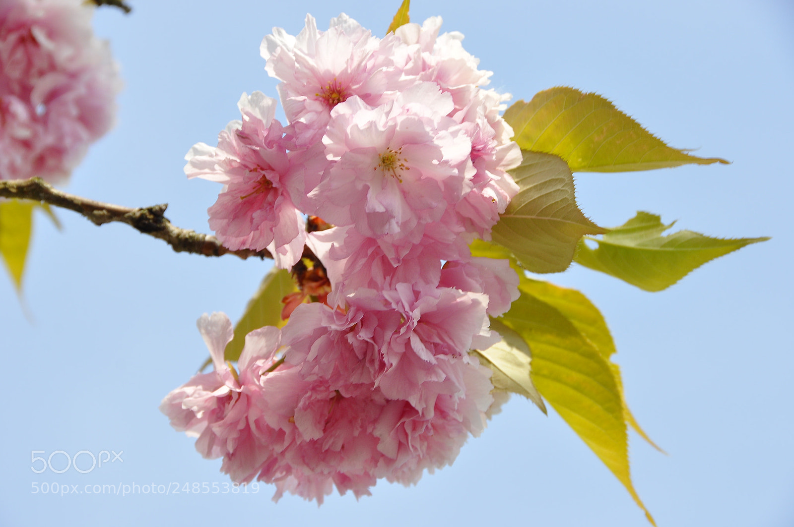 Nikon D90 sample photo. Spring, switzerland. photography