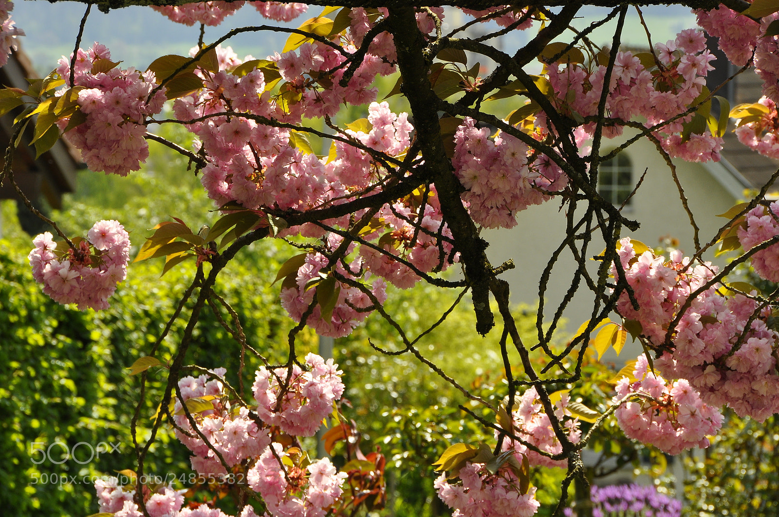 Nikon D90 sample photo. Spring, switzerland. photography