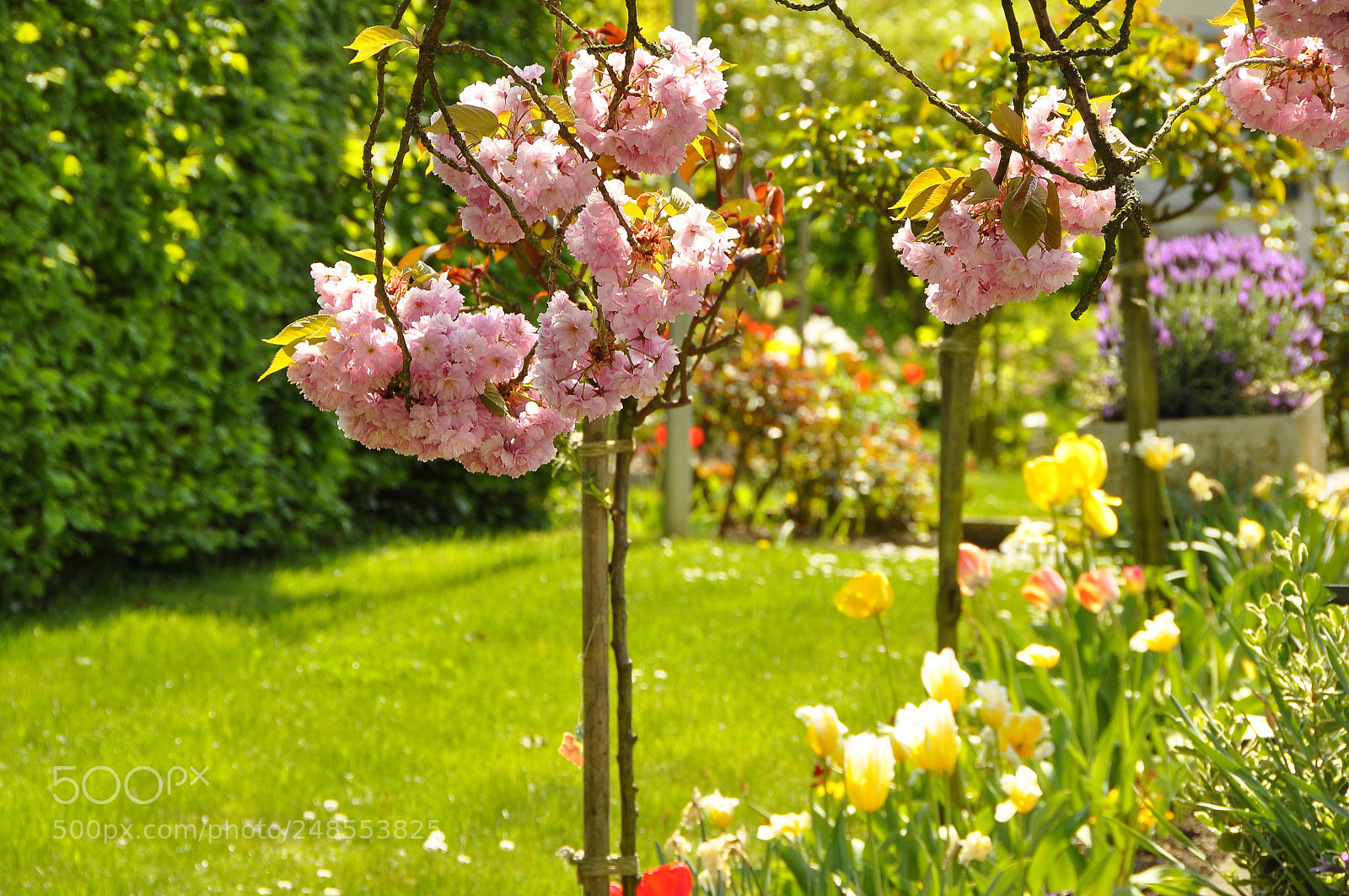 Nikon D90 sample photo. Spring, switzerland. photography
