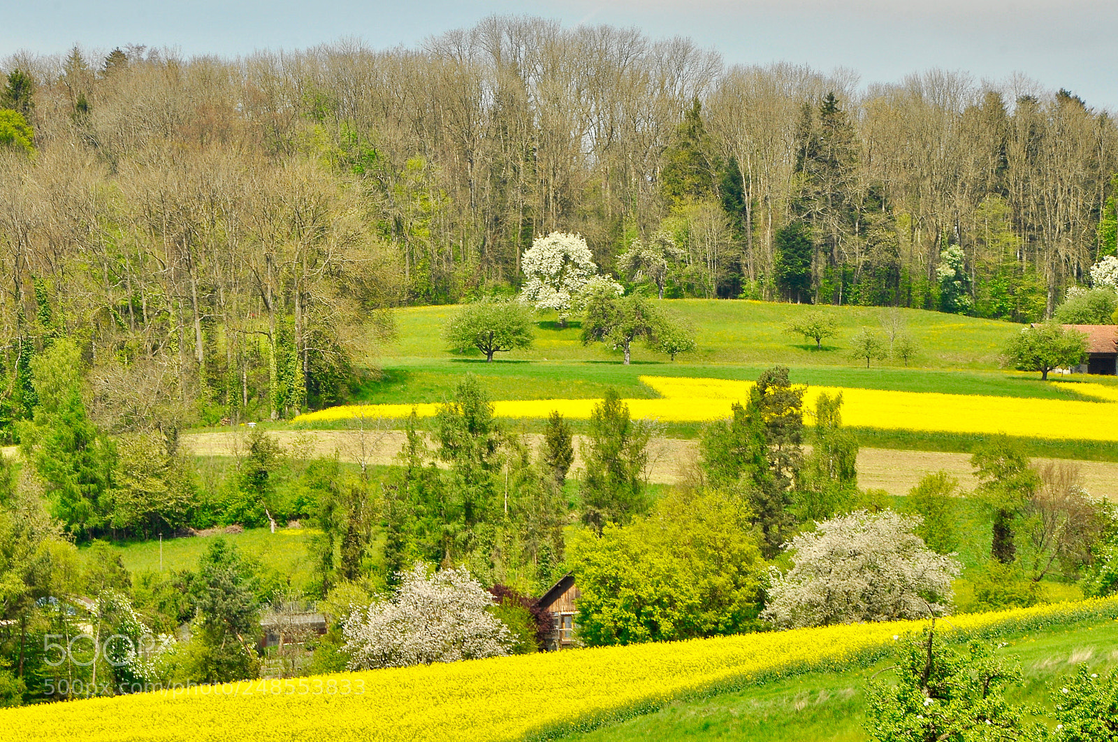 Nikon D90 sample photo. Spring, switzerland. photography