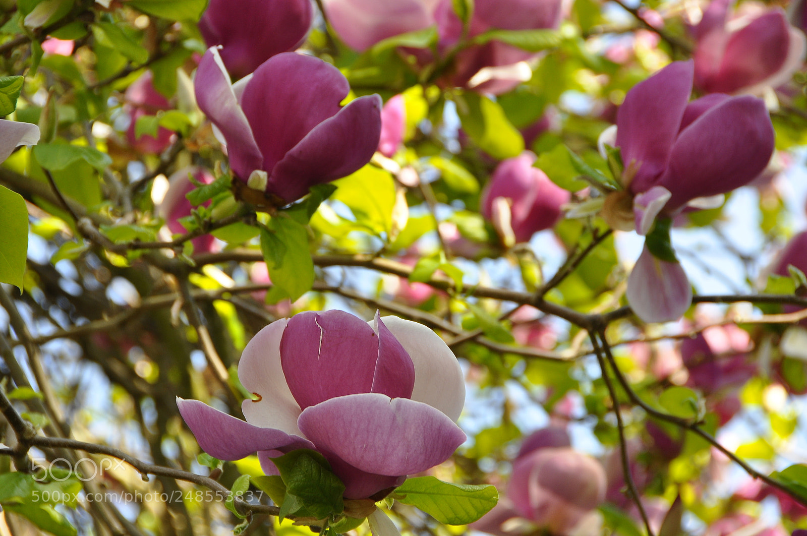 Nikon D90 sample photo. Spring, switzerland. photography